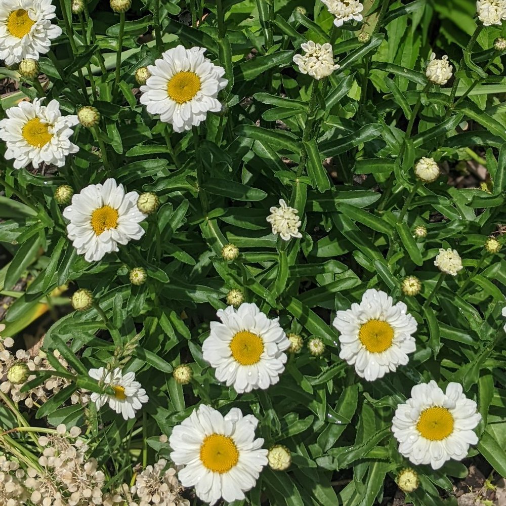 Meet your Posher, Jen